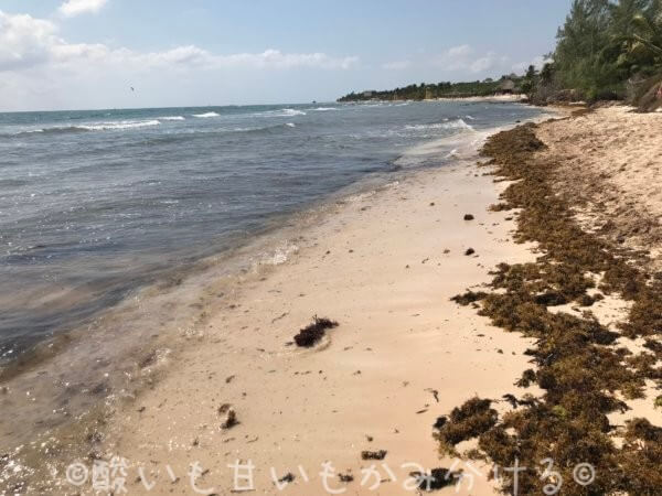 プラヤ デル カルメンの海藻が大量のビーチ