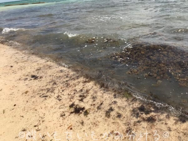 プラヤデルカルメンの海藻ビーチ
