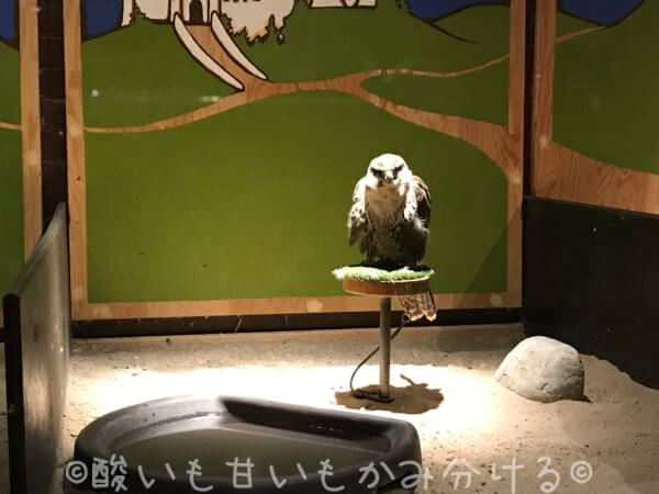 メディーバルタイムズ　鷹