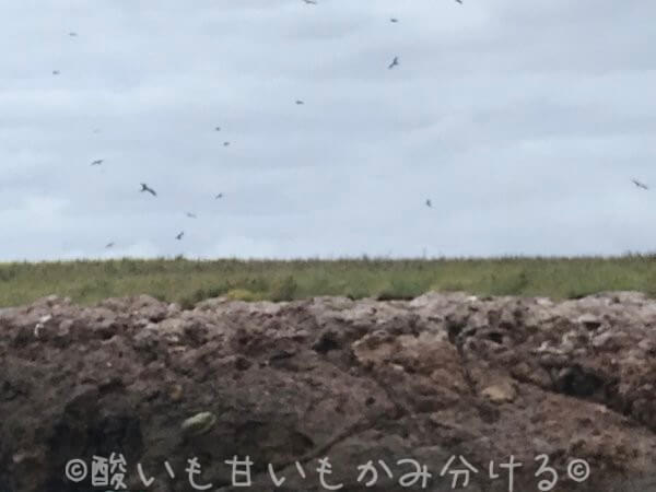 鳥の楽園　イスラス・マリエタス諸島