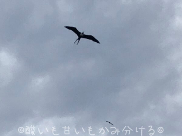 マリエタス諸島の軍艦鳥（Magnificent Frigatebird）