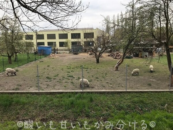 クトナーホラ本駅付近の庭で放飼いの羊