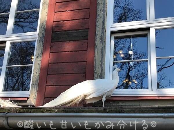 カルロヴィ・ヴァリのミニ動物園の白い孔雀