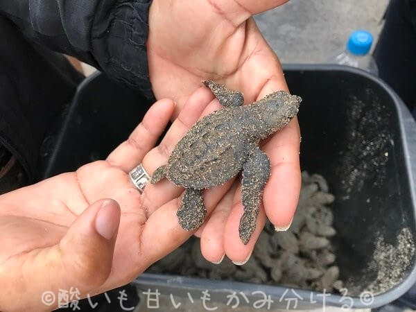 ロシータビーチ（Rosita Beach）で保護される海亀の赤ちゃん達