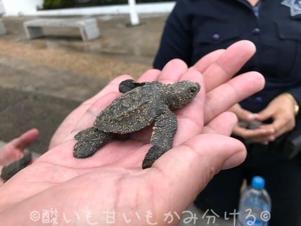 係の人に保護された海亀の赤ちゃん