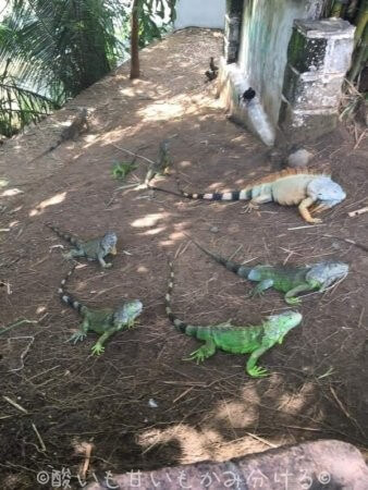 クアレ島のイグアナ達