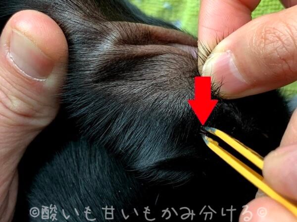 犬に付着したマダニの取り方