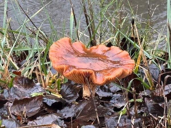 デハール城へ向かう散歩道の途中に生えていた巨大きのこ